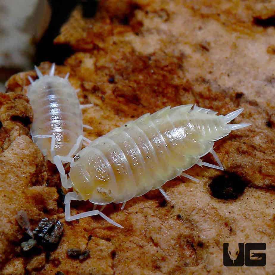 zebra isopods