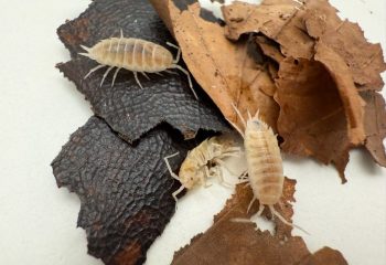 types of isopods