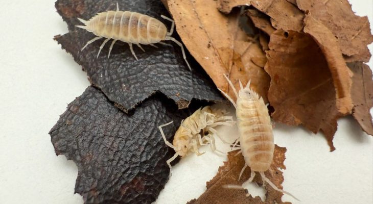 types of isopods