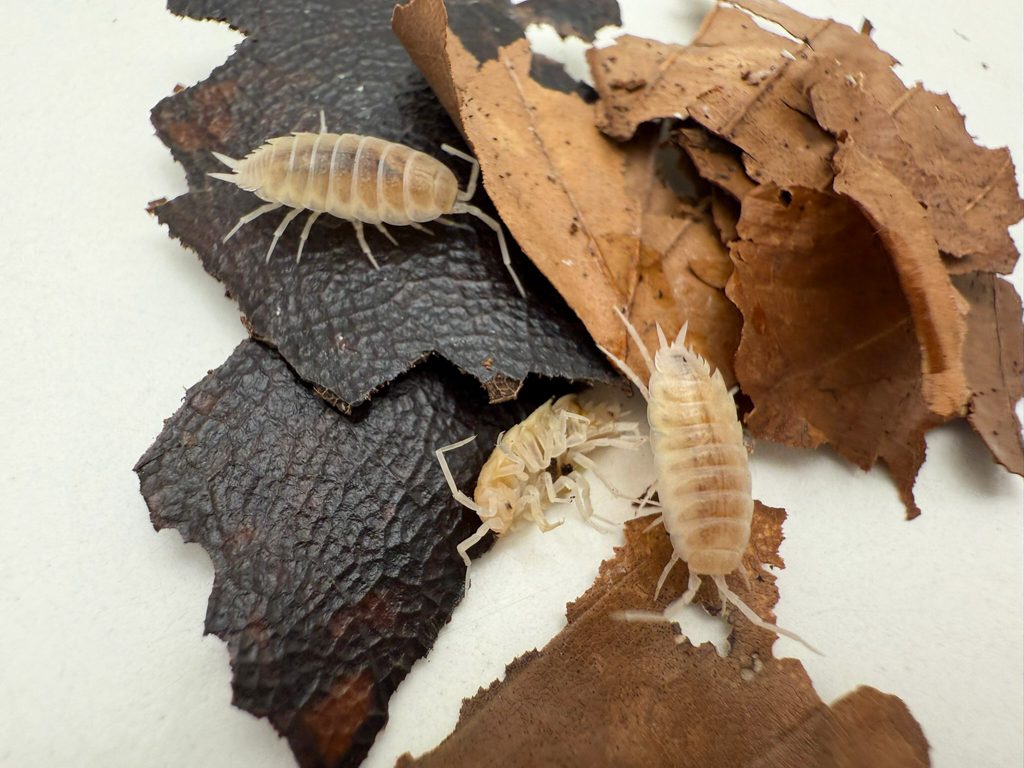 types of isopods